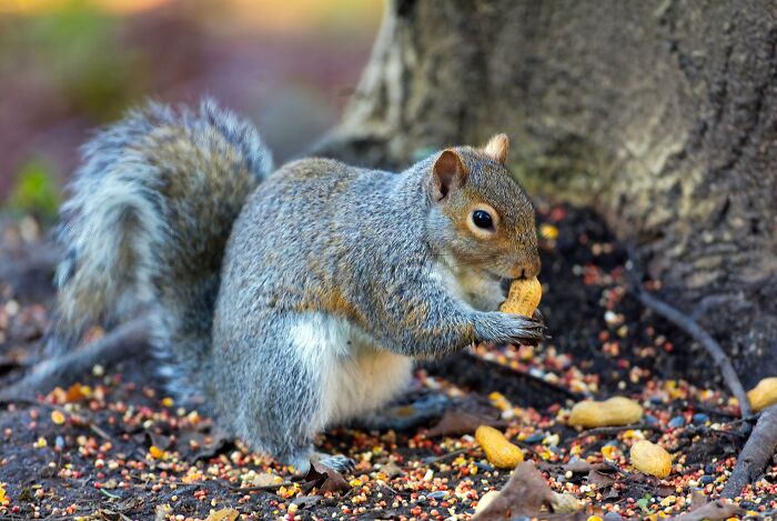 London Ice Cream Van Owner Forms Unlikely Friendship With Local Tower Bridge Squirrel