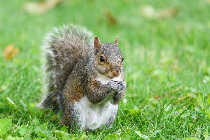 London Ice Cream Van Owner Forms Unlikely Friendship With Local Tower Bridge Squirrel