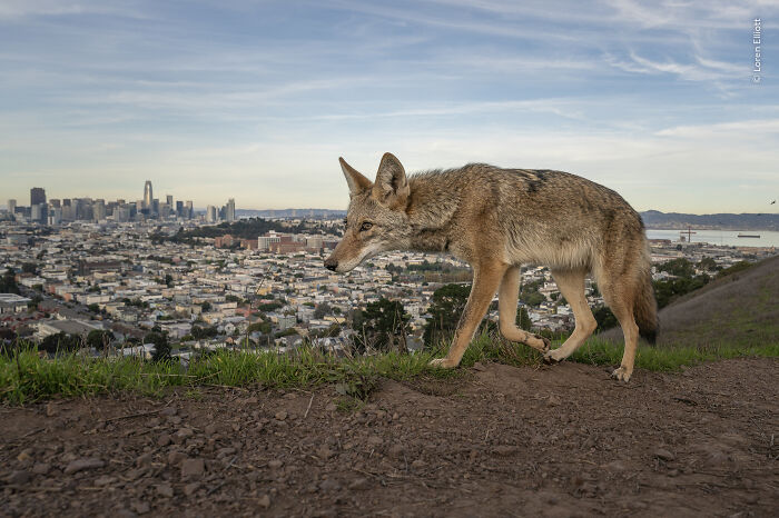 Coyote walking on hill overlooking cityscape wildlife photographer