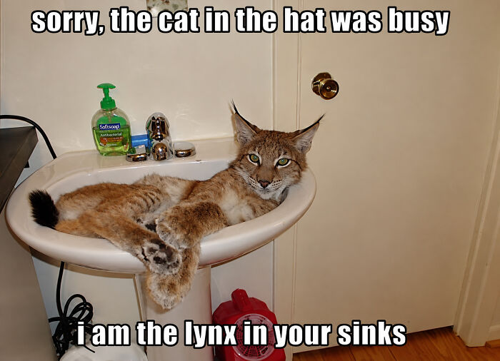 Lynx lying in bathroom sink with text about being the lynx in your sinks
