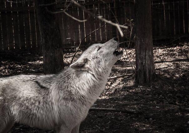 Lyra-Howl-6ae52a2f308f8-1.jpg
