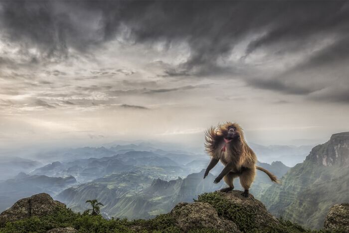 Baboon standing on rock with mountainous landscape and cloudy sky