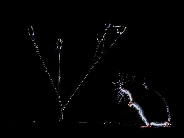 Silhouetted mouse standing near a twig at night, entered in environmental photo awards.