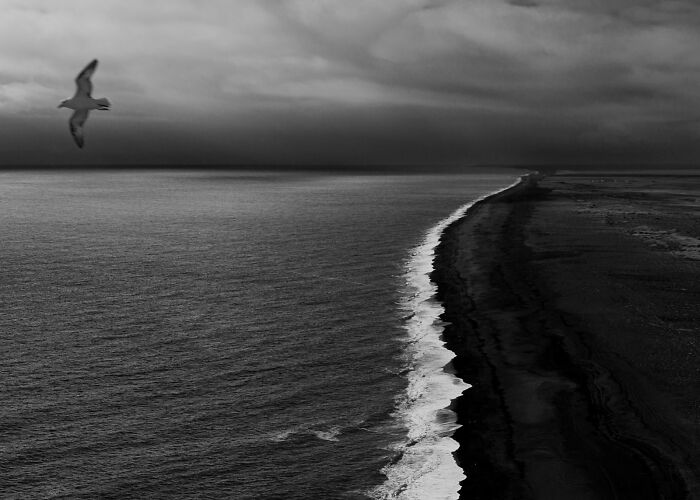 High angle view of a bird flying over a sweeping black sand shoreline in Iceland.