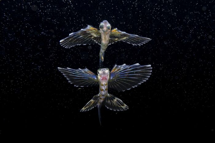 Underwater shot of two flying fish with spread fins in wildlife photography
