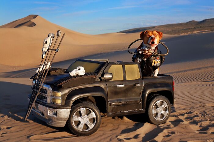 A dog dressed as Immortan Joe sits in a toy truck in the desert dunes. A dog dressed as Immortan Joe sits in a toy truck in the desert dunes.