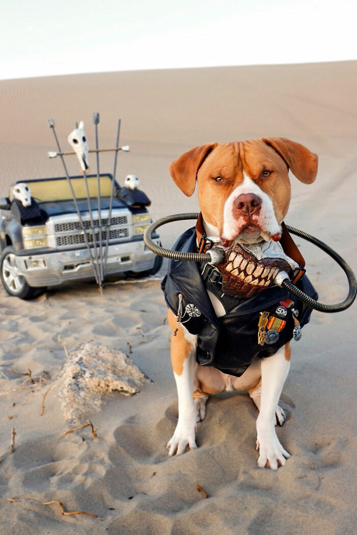 A brown dog dressed as Immortan Joe with a custom mask sitting in the sand for a Mad Max photoshoot. A brown dog dressed as Immortan Joe with a custom mask sitting in the sand for a Mad Max photoshoot.