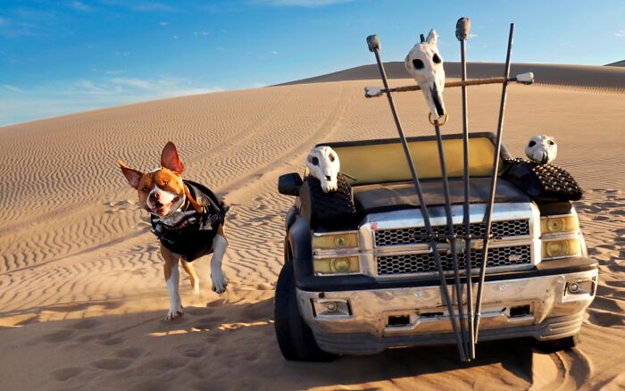 A dog running alongside a custom toy truck in the desert dunes for a Mad Max photoshoot. A dog running alongside a custom toy truck in the desert dunes for a Mad Max photoshoot.