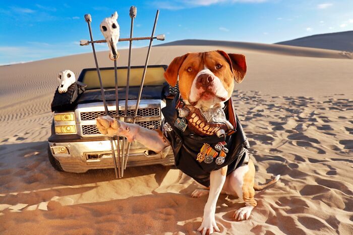 A photographer dog dressed as Immortan Joe with a post-apocalyptic toy vehicle in the sand. A photographer dog dressed as Immortan Joe with a post-apocalyptic toy vehicle in the sand.