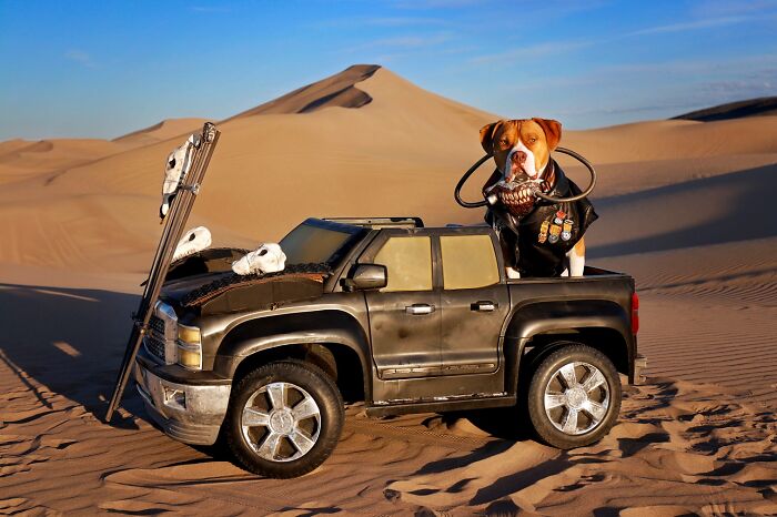 A dog dressed as Immortan Joe sitting in a toy truck for a Mad Max Furry Road photoshoot. A dog dressed as Immortan Joe sitting in a toy truck for a Mad Max Furry Road photoshoot.