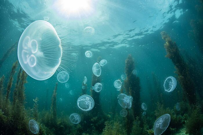 Translucent jellyfish swimming underwater in clear blue sea water surrounded by kelp in a wildlife photo