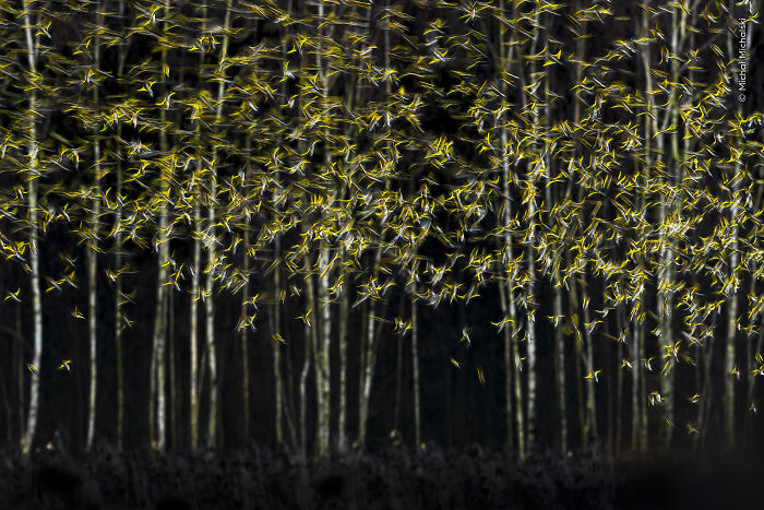 Swarm of yellow insects flying above forest floor wildlife shot