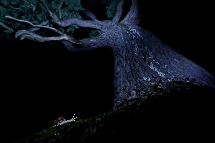 A small snail crawling on a tree bark at night, entry for Ournature Environmental Photo Awards 2026.