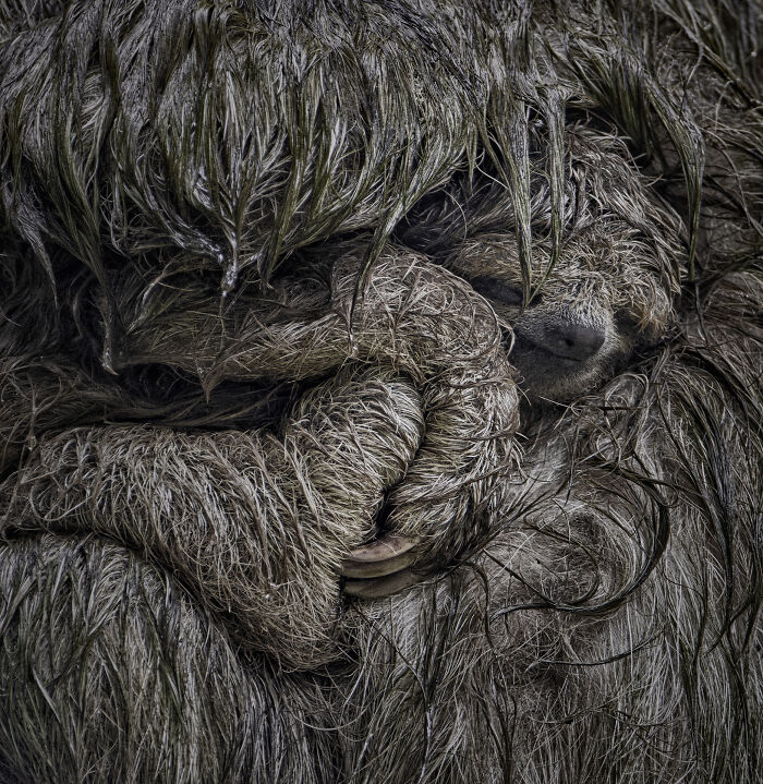 Close-up of a wet, curled-up sloth showing its fur and face in an NPOTY wildlife photograph