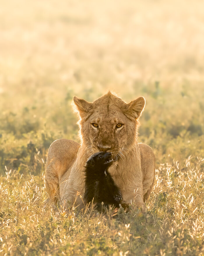 A lion holding a honey badger in its mouth on a sunny plain for NPOTY contest