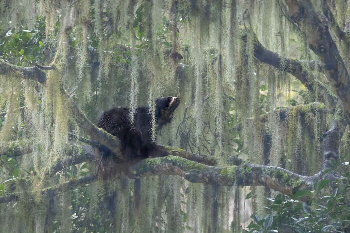 Spectacled bear resting high on a mossy tree branch in a misty forest, an entry for Npoty.