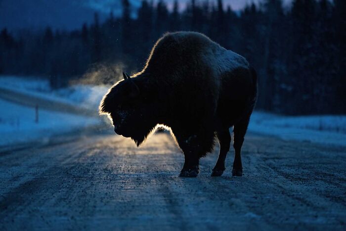 Large bison standing on a snowy winter road at dusk, captured in Npoty style