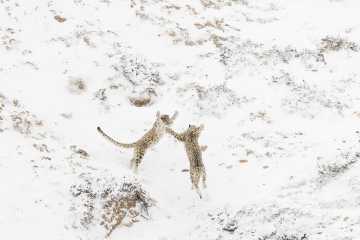 Two snow leopards playing in the snow on a hillside, captured for Npoty.