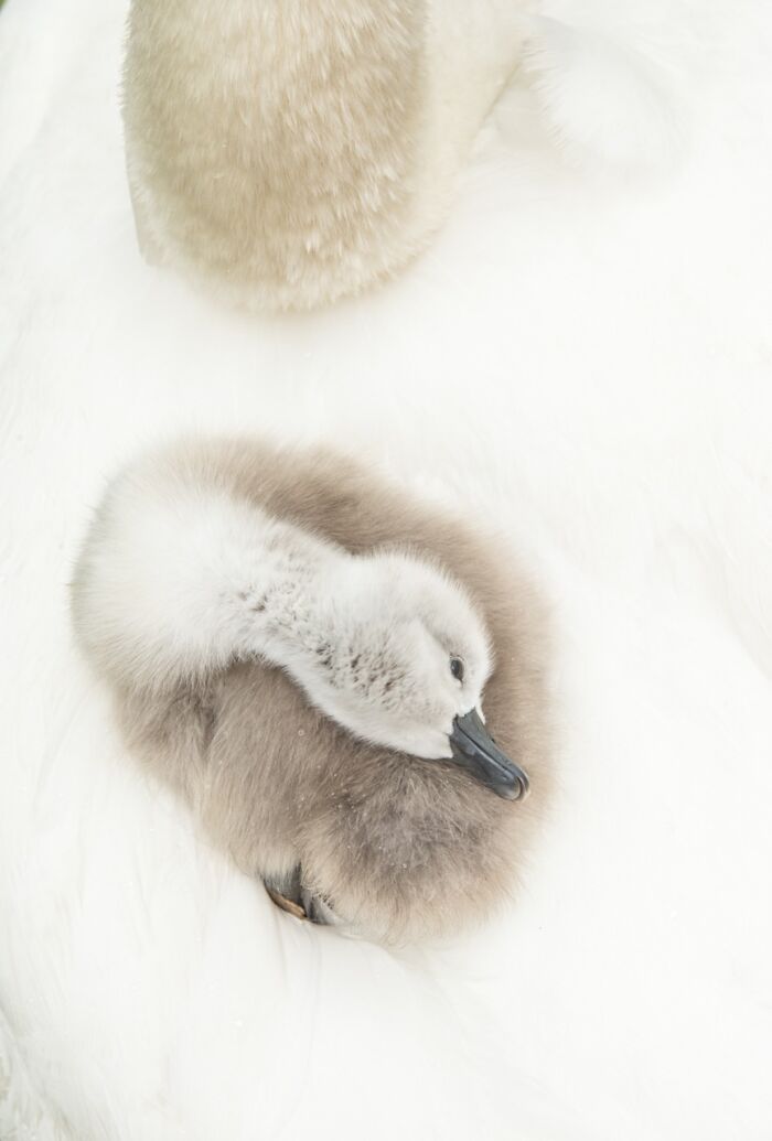 NPOTY submission featuring a close-up overhead view of a fluffy cygnet resting comfortably on white feathers.