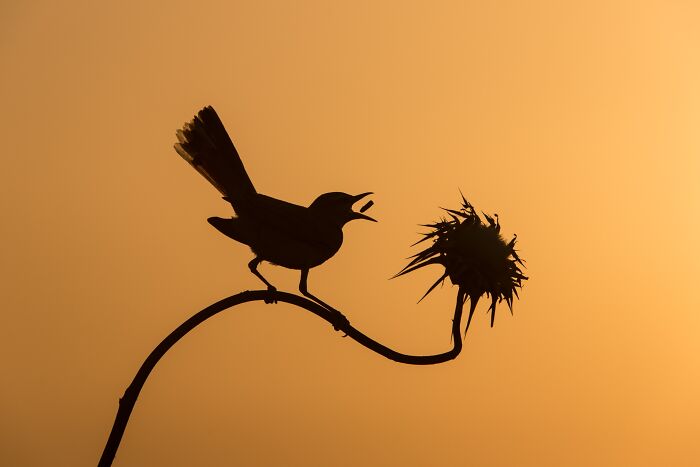 NPOTY photo showing a silhouette of a small bird perched on a curved plant stem against a warm golden sky.