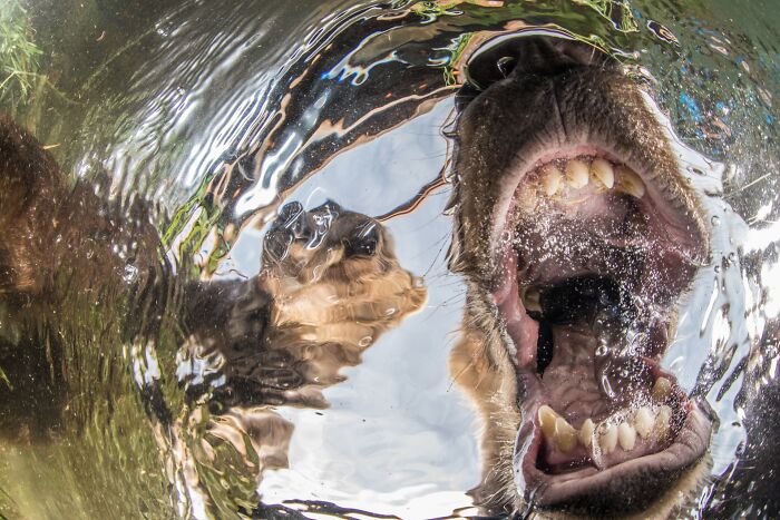 NPOTY image capturing an underwater view looking up at a dog with its mouth wide open near the water surface.