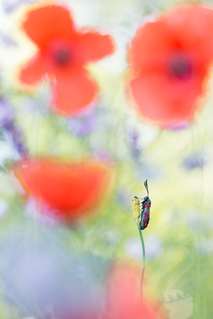 NPOTY macro photography of a burnet moth perched on a flower stem with bright red poppies in soft background