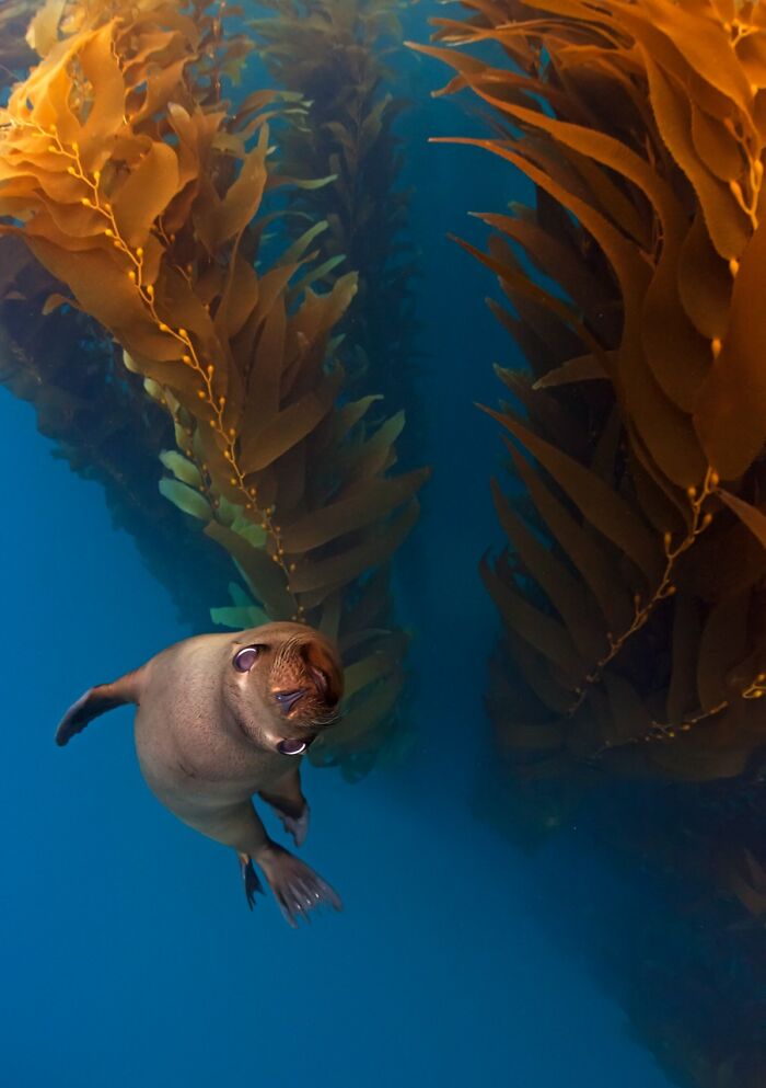NPOTY image of a playful sea lion swimming upside down through a dense kelp forest