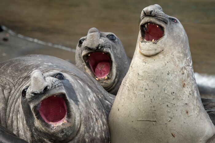 Three elephant seals roaring on the beach for Npoty photo contest.