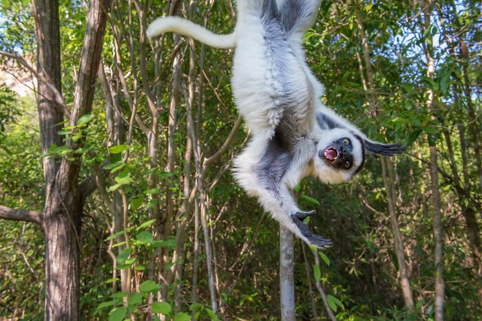 Playful sifuca lemur hanging upside down in a tree forest for Npoty.