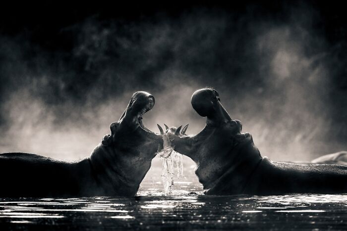 Dramatic black and white Npoty photo of two hippos facing each other in water with open jaws.