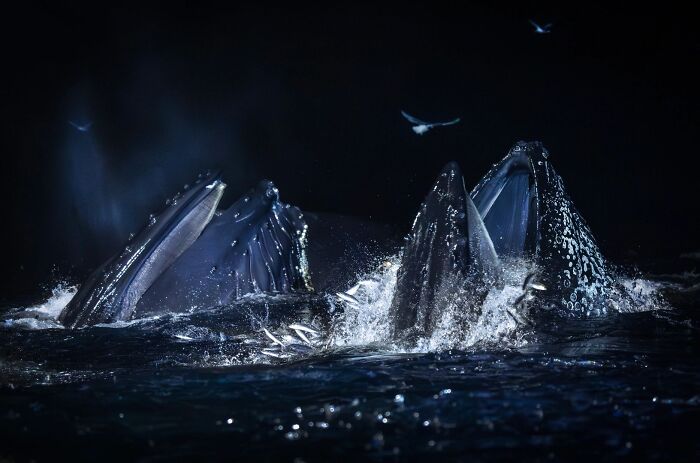 Humpback whales feeding at night underwater, captured for OurNature Environmental Photo Awards.