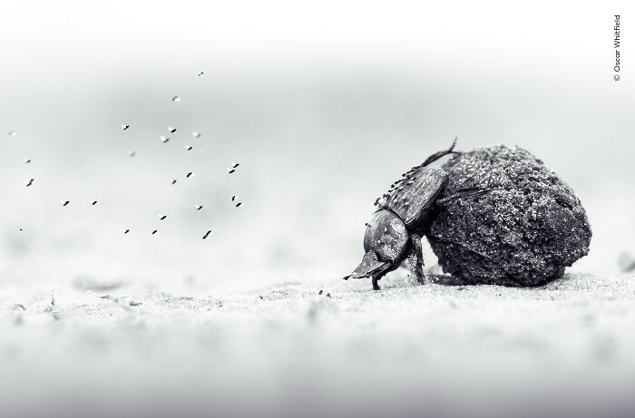 Dung beetle rolling a ball in black and white wildlife image