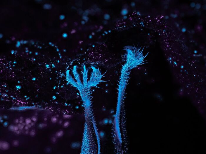 Bioluminescent plant tentacle macro shot for Ournature Environmental Photo Awards 2026