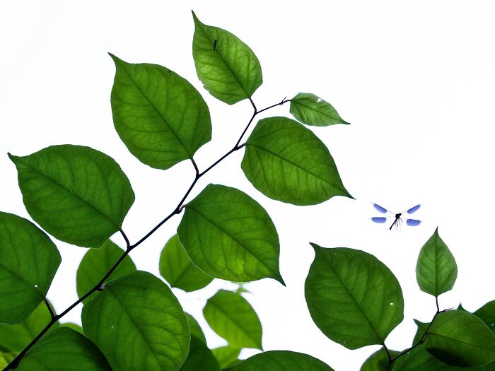 Blue damselfly flying near vibrant green leaves, selected for Ournature Environmental Photo Awards.