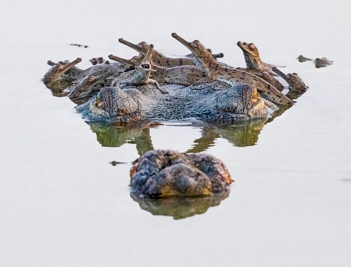 Close-up of crocodile with baby crocs in stunning wildlife photo