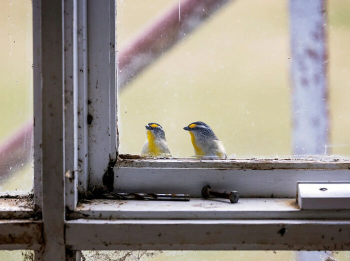 Backyard Birds: Who Is Watching Who By Sharron Marks