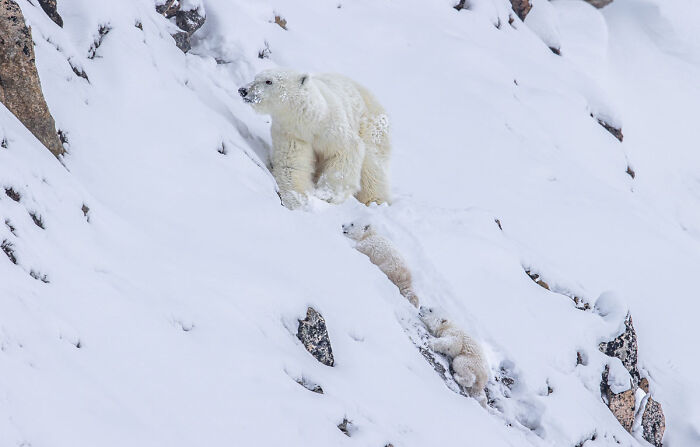 Wildlife photo of a polar bear and her cubs walking up a snowy mountain slope.