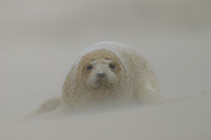 Cute seal pup lying on a sandy beach featured among stunning wildlife photos from the NPOTY award.