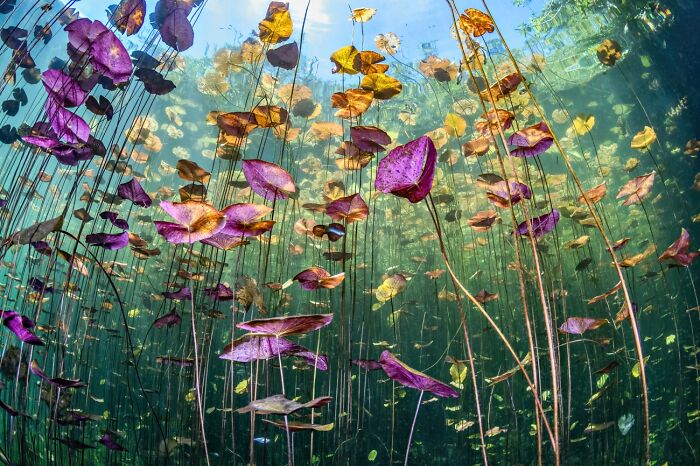 Underwater view of colorful lily pads floating in clear water nature photo