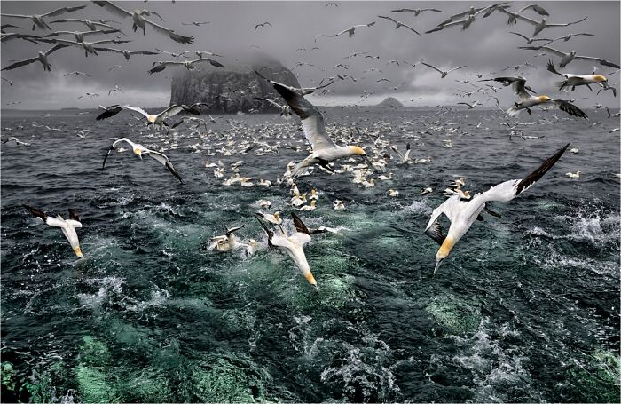 Wildlife photo of many seabirds diving into the ocean sea