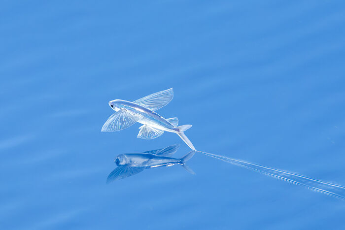 Wildlife photo of a translucent flying fish skimming over blue ocean waters.