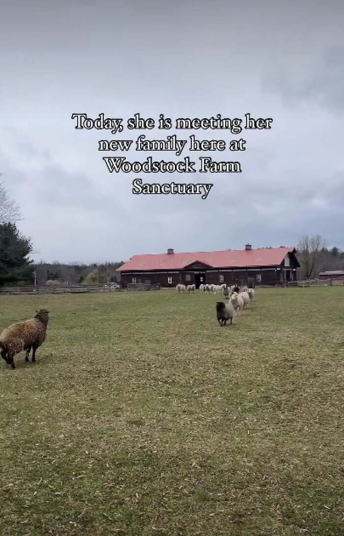 “Welcome To A New Life, Nicole”: Rescued Sheep Meets Herd In Heartwarming Animal Rescue Moment “Welcome To A New Life, Nicole”: Rescued Sheep Meets Herd In Heartwarming Animal Rescue Moment