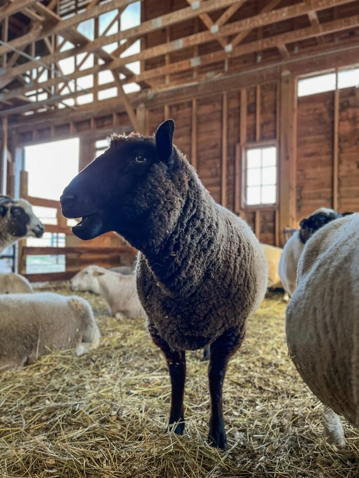 “Welcome To A New Life, Nicole”: Rescued Sheep Meets Herd In Heartwarming Animal Rescue Moment “Welcome To A New Life, Nicole”: Rescued Sheep Meets Herd In Heartwarming Animal Rescue Moment