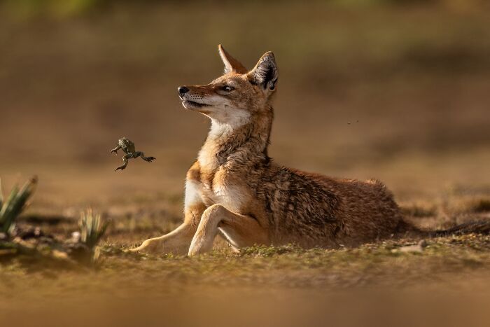 Wildlife photo of a coyote watching a frog in natural habitat