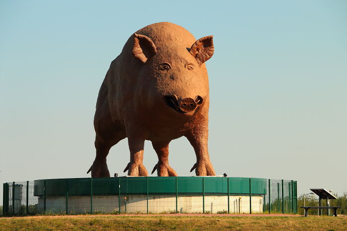 A massive brown pig sculpture standing as public art on a circular platform