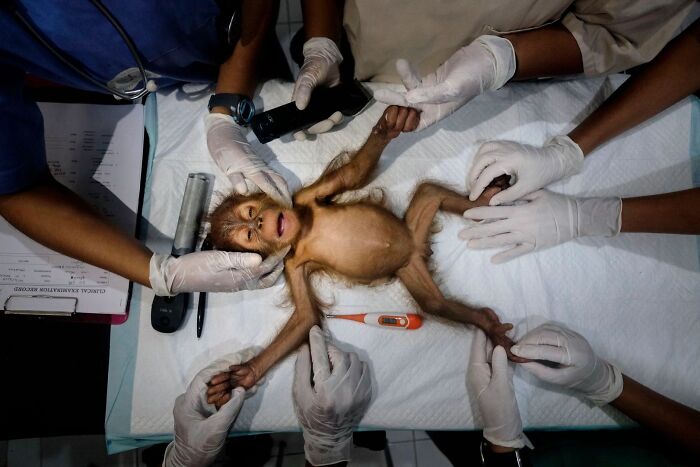 Veterinarians examining a baby monkey for the OurNature Environmental Photo Awards.