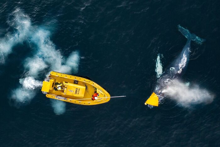 Rescuers in a yellow boat untangling a whale, an entry in the Ournature Environmental Photo Awards.
