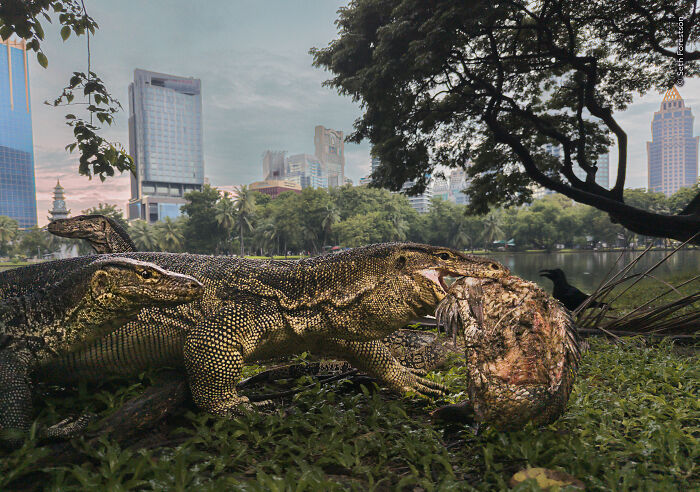 Monitor lizards feeding in urban park wildlife photography