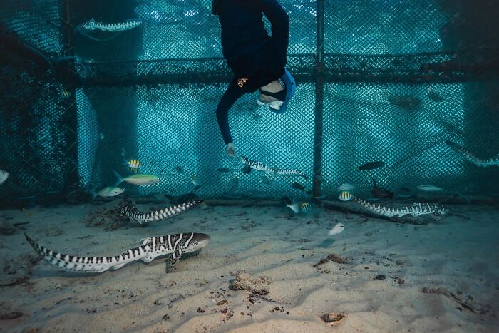 Diver interacting with leopard sharks underwater in a photo entry for OurNature Environmental Photo Awards.