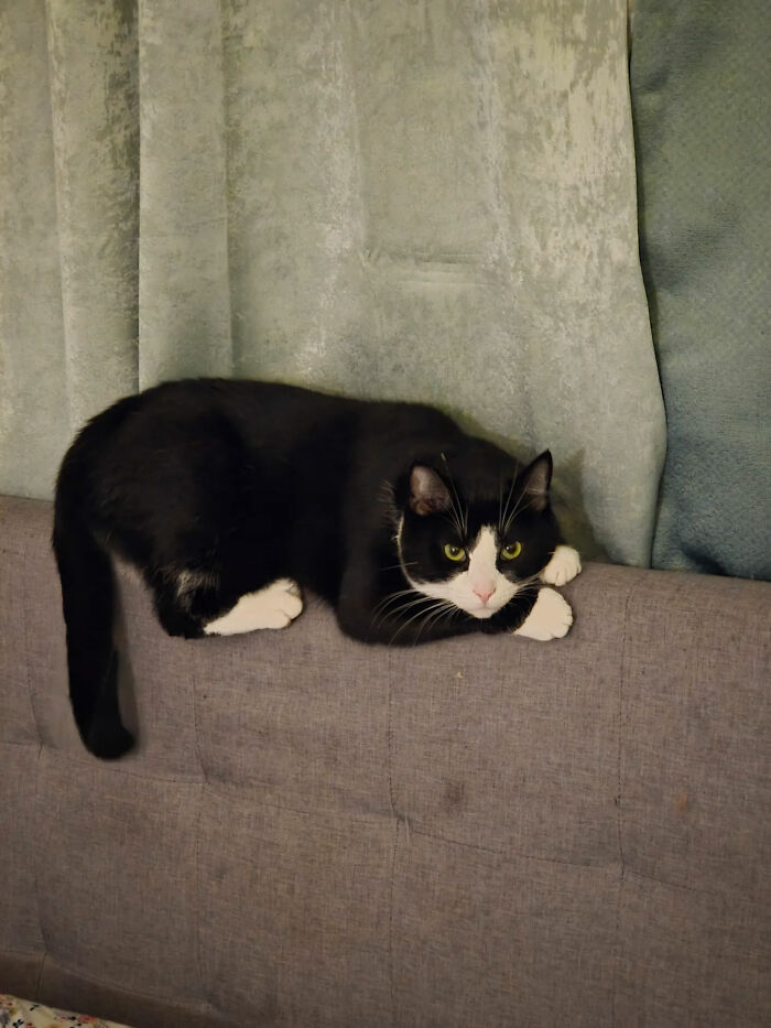 Trying To Pretend He Isn't Too Fat To Sit On The Headboard And Holding On For Dear Life
